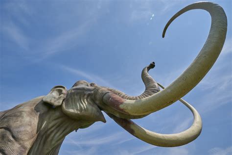 colossal mammoth project